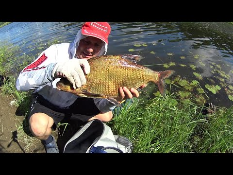 Видео: НЕБОЛЬШАЯ РЕКА КИШИТ ОГРОМНЫМИ ЛЕЩАМИ! ЛЕЩИ КЛЮЮТ ОДИН ЗА ОДНИМ!РЫБАЛКА С НОЧЁВКОЙ НА ЛЁЩА НА ДОНКИ!