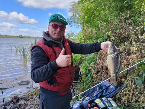 Видео: Яготинські КАРАСІ та КОРОПИ