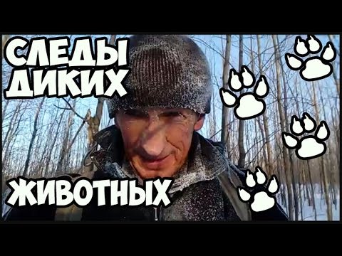 Видео: Следы диких животных