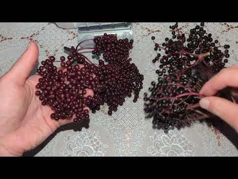 Видео: бузина Сампо. друге плодоношення