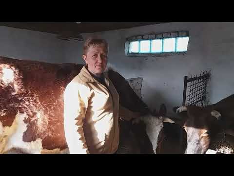 Видео: Папилломы у коровы . Лечить или оставить?