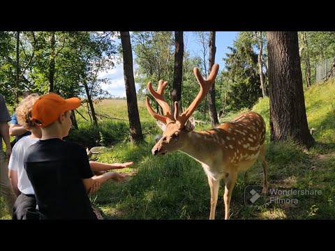 Видео: 03.07.23 ЗООФЕРМА ШИХОВО