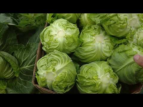 Видео: Название сорта капусты в балагане и как её накрывать.