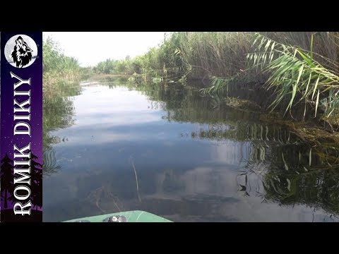 Видео: Летняя рыбалка на р. Топар. Видео из архива. ( 17-19 августа 2018г).