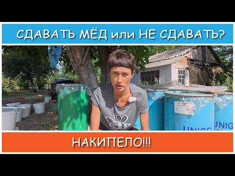 Видео: Пчеловоды сами определяют оптовую цену на мёд. Или всё же нет?