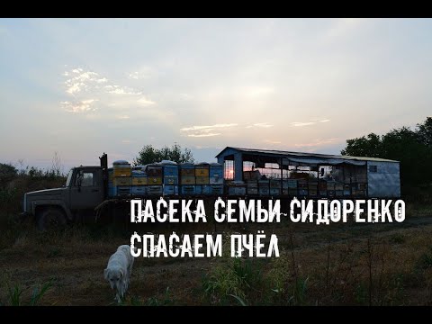 Видео: Спасаем пасеку 11.07 - 12.07.18 г. Подсолнечник.