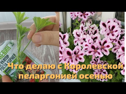 Видео: Что делаю с Королевской пеларгонией осенью, чтобы она пышно цвела следующим летом