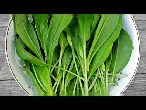 Видео: Вот кому нельзя есть черемшу. Не стоит налегать на весеннюю зелень