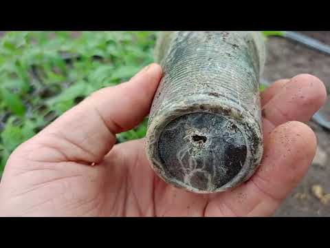 Видео: ТОП съвети за засаждане на разсад в оранжерия – Никой не ти ги казва!