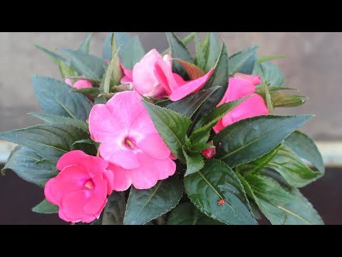 Видео: Бальзамин новогвинейский