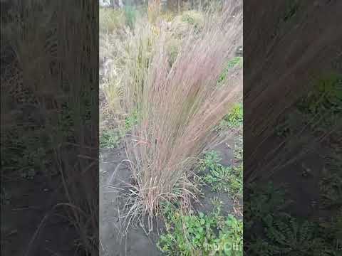 Видео: #Andropogon #Schizachyrium #Бородач Hameleon,PrairieBlues,HaHaTonka,Blackhawks,RedOctober