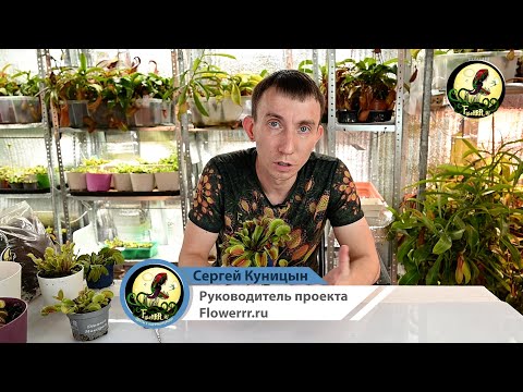 Видео: Лайфхак -осмотр Венериной мухоловки