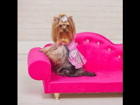 Видео: Как научить собаку заворачиваться в одеяло. команда- Держи.