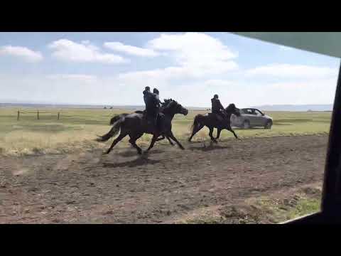 Видео: Бега рысаков и иноходцев. Дистанция 4,800. Первое место Лабрис, второе место Ураган, третье Дублёр.