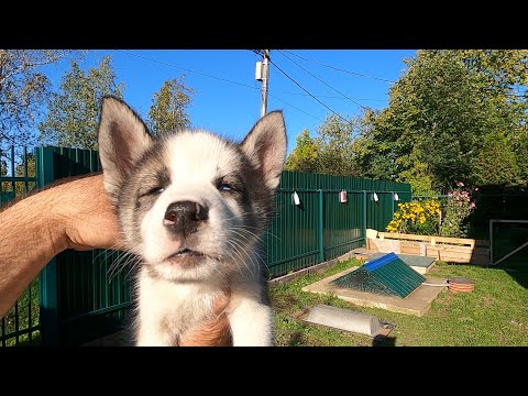 Видео: Щенки, которые прожили всего 50 дней