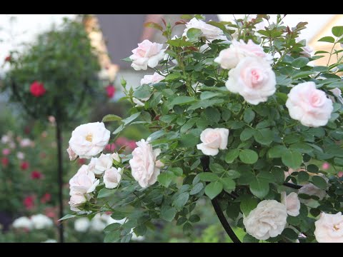 Видео: Розы Сибирского сада в середине мая.