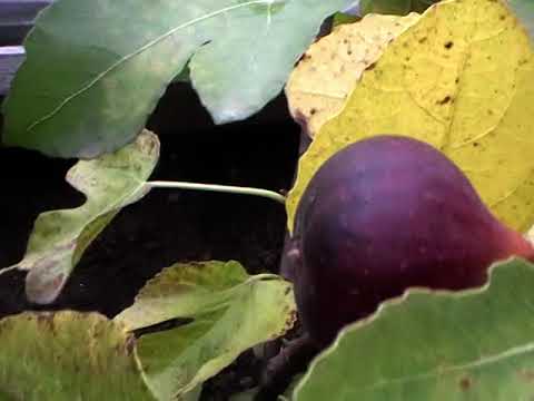 Видео: Вирощування інжиру у ямі. Стиглі фіги.