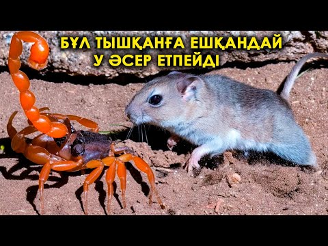 Видео: Жануарлардың таңқаларлық ерекше қабілеттері.