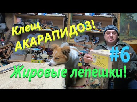 Видео: ✅ Клещ АКАРАПИДОЗ лечим жировыми лепешками! #ПЧЕЛОВОДСТВО6 начинающим с нуля!