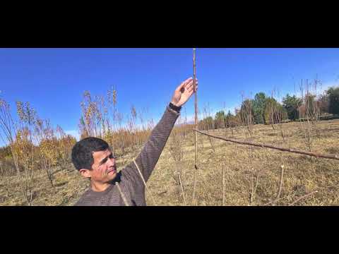 Видео: обрезкаи дарахти олуи интенсиви