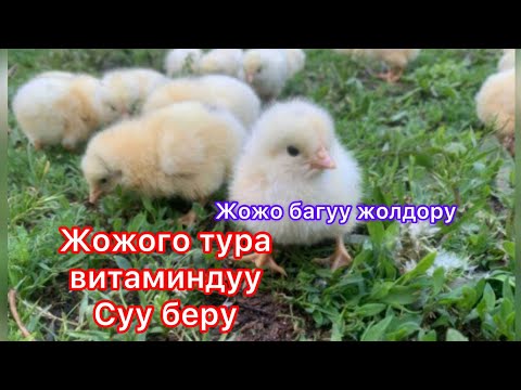 Видео: Жожого туура витаминдуу суу беруу/жожо багуу жолдоруу/жожо бизнес кылып киреше тап/оной бизнес