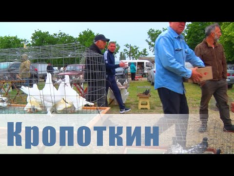 Видео: Птичий рынок. Кропоткин. [26.05.2024]