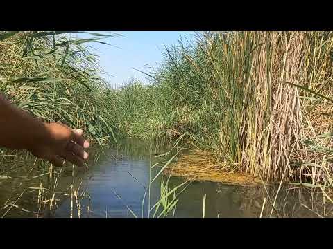 Видео: Табиат койнида ов зор болди