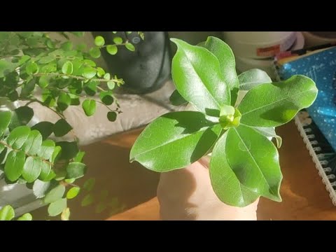 Видео: Открытие сезона посылок 📦🌿 Растения на балконе.