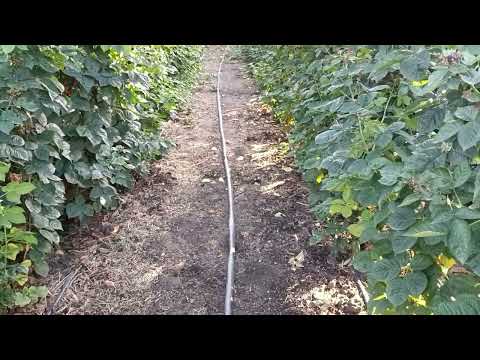 Видео: Полив и подкормка ежевики Блэк джем. 29.08.2025г.