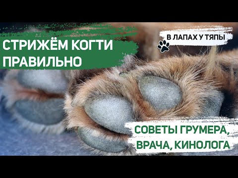 Видео: Когда пора стричь когти собаке? Стрижем когти собаке правильно: Советы ветеринара, кинолога, грумера