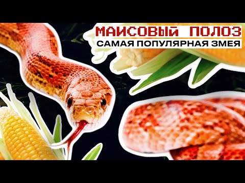 Видео: МАИСОВЫЙ ПОЛОЗ - САМАЯ ПОПУЛЯРНАЯ ЗМЕЯ | Содержание, уход, а еще РОЗЫГРЫШ ХАБИТАТА СО ЗМЕЕЙ