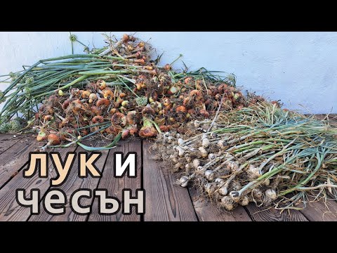 Видео: Без копане - Как се представиха лехите от компостиран дървен чипс