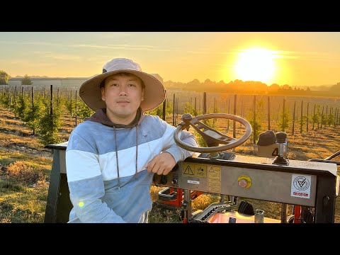 Видео: Англиянда жузум жумушу#работа#worke@