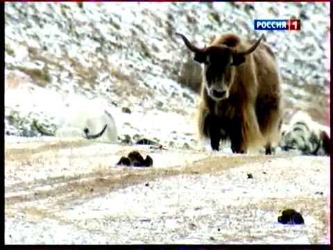 Видео: Разведение яков