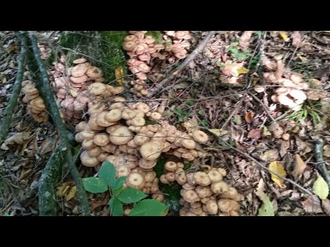 Видео: Грибное БЕЗУМИЕ... Слабонервным не смотреть! ОПЯТА нас измотали... Открываем новые грибные места...