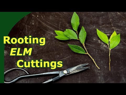 Видео: Укоренение черенков вяза!