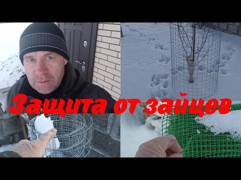 Видео: Зимний сад. Защита от зайцев.