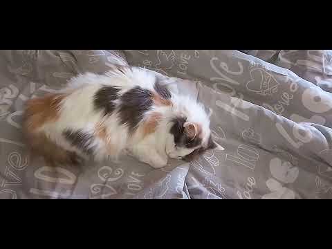 Видео: ЗАВТРАК В КАФЕ!🌳🌅😻НАДО ВСЕ УСПЕТЬ🐱!КЛЕПА-КНОПА И СТУЛ!😂😽🩷