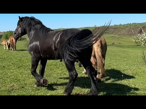 Видео: Сабантуй и наши красавцы Крамэр и Брюс
