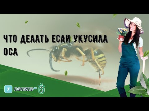 Видео: Что делать если укусила оса