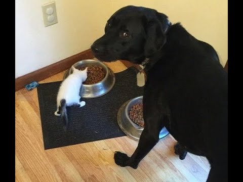 Видео: 😺 Эй, это моя миска! 🐕 Смешное видео с собаками и кошками! 😸