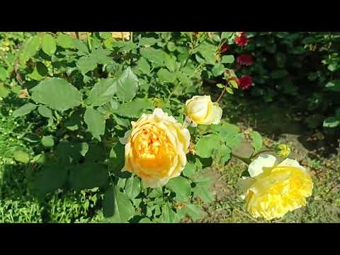 Видео: Як з палички виростити розу ?/// Убійственний сад восени !////