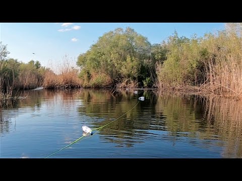 Видео: ЧТО ТВОРИЛОСЬ НОЧЬЮ В ЭТИХ ЯМАХ! Бутылки ходят ходуном!Ночная рыбалка на сома!ПРОВЕРКА ЗА ПРОВЕРКОЙ!