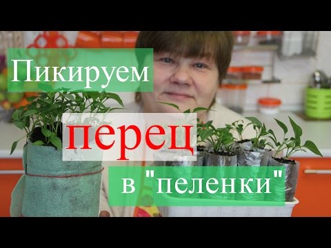 Видео: Пикируем перец в "пеленки". Золотые правила рассады.(25.03.16)