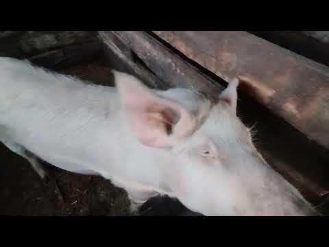 Видео: Суббота,Я на хозяйстве,дроблю отходы