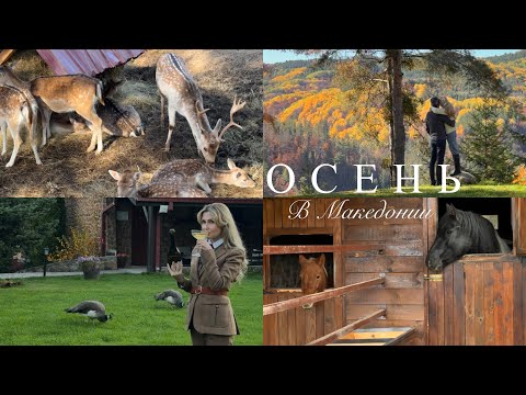 Видео: VLOG: Сказочная осень в Македонии 🍂 Уют, вдохновение и волшебные виды.