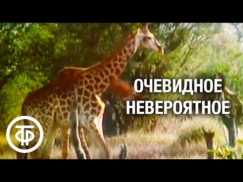 Видео: Очевидное - невероятное. Иммунитет. Передача 2 (1980)