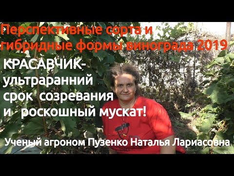 Видео: Виноград Красавчик- янтарный, ультраранний с мускатом!!! Писанки О.М. (Пузенко Н. Л.)