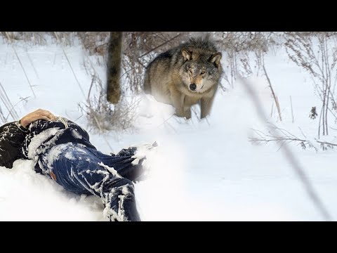 Видео: Верность ВОЛКА! Это невероятно,но Он это сделал!
