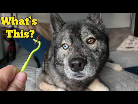 Видео: Мы нашли ещё одного клеща у нашего хаски! (Как удалить)